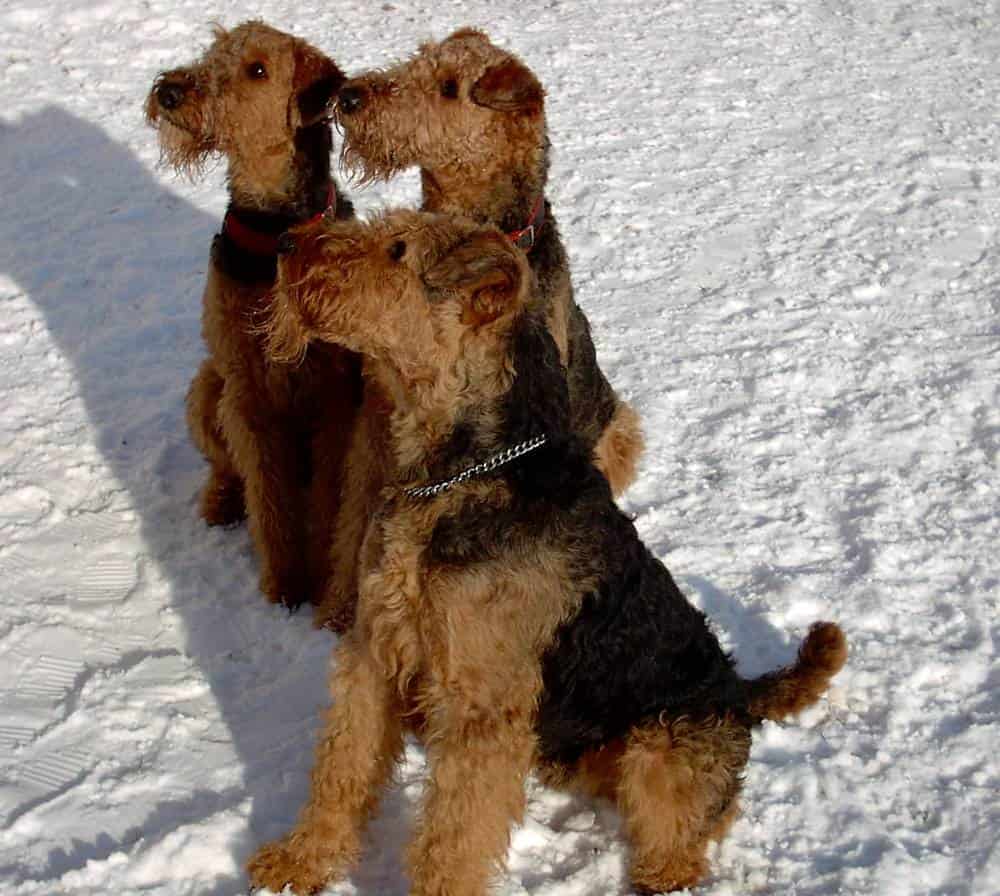 Airedale Terrier Breed Info and Care