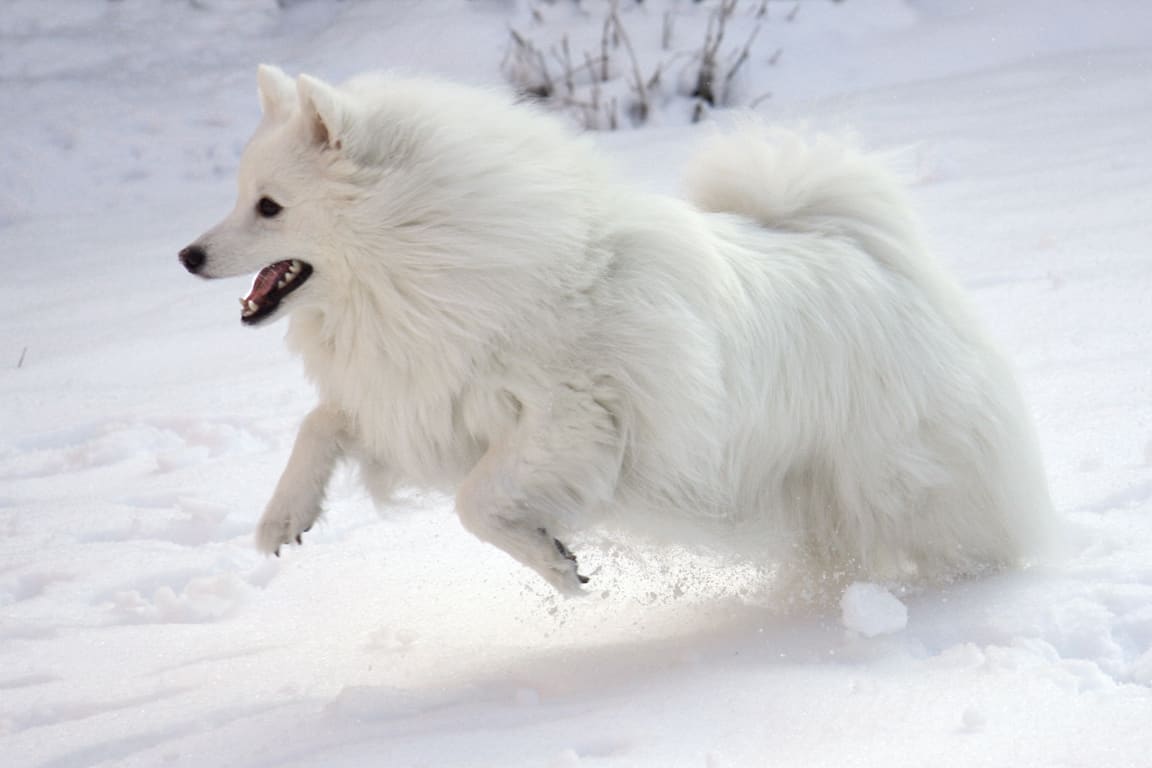 american eskimo dog figurines