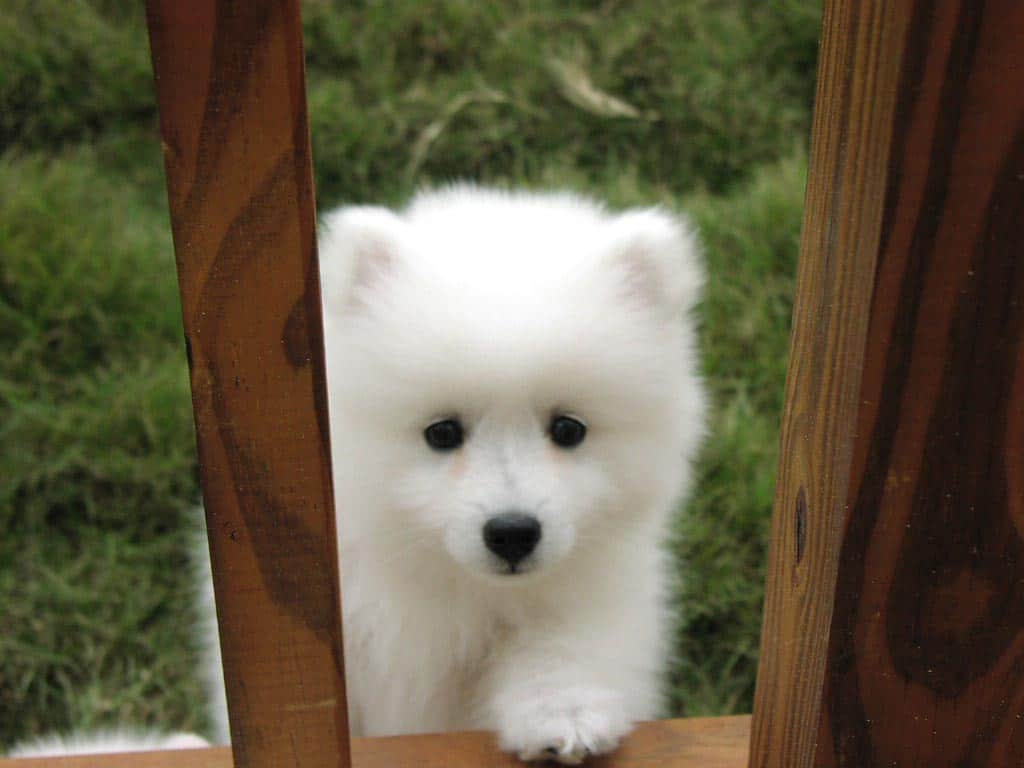 american eskimo dog figurines