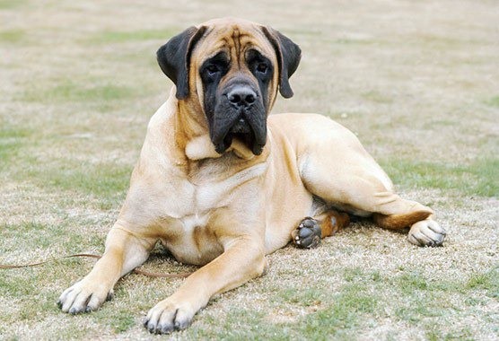 American Mastiff Breed Info