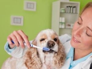 Brushing-Dog-Teeth
