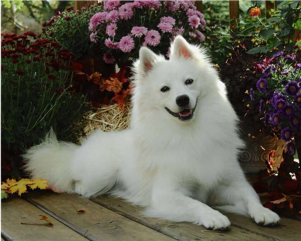 american eskimo dog figurines