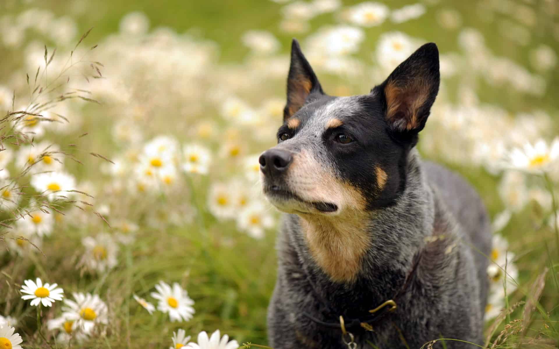 Australian Cattle Dog Breed Info and Care
