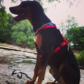 doberman rottweiler mix puppies for sale rotterman rottweiler and doberman mix spockthedog doberman rottweiler mix puppies for sale rotterman rottweiler and doberman mix spockthedog