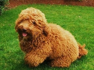 Baby-Labradoodle-Dog