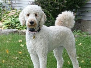 Labradoodle-Poodle-Labrador-Mix