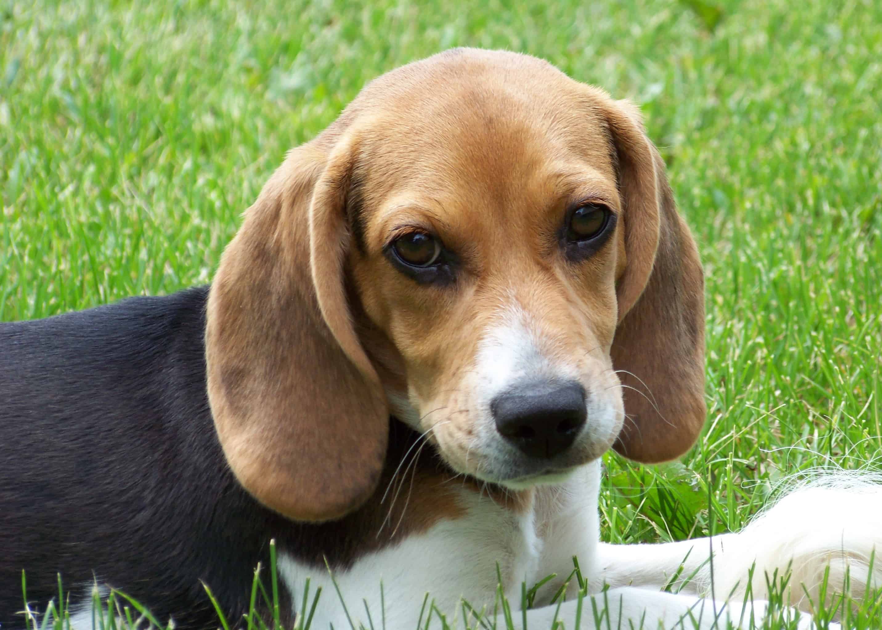 Beagle Breed Info Wallpapers Puppy Videos