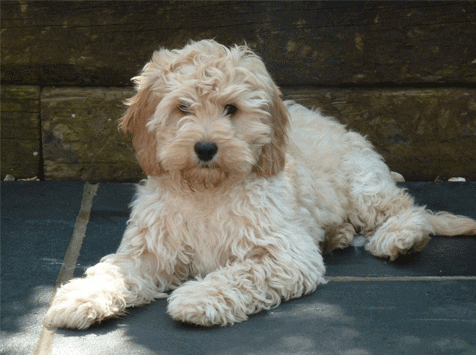 http://www.spockthedog.com/wp-content/uploads/2013/08/Cockapoo-Mix.png