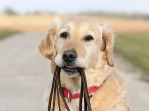 consistency-dog-training