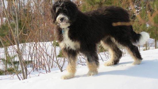 Bernedoodle, Bernese Mountain Dog and Poodle Mix ...