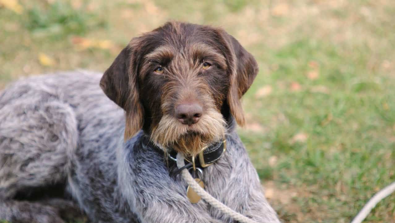 German Wirehaired Pointer SpockTheDogcom