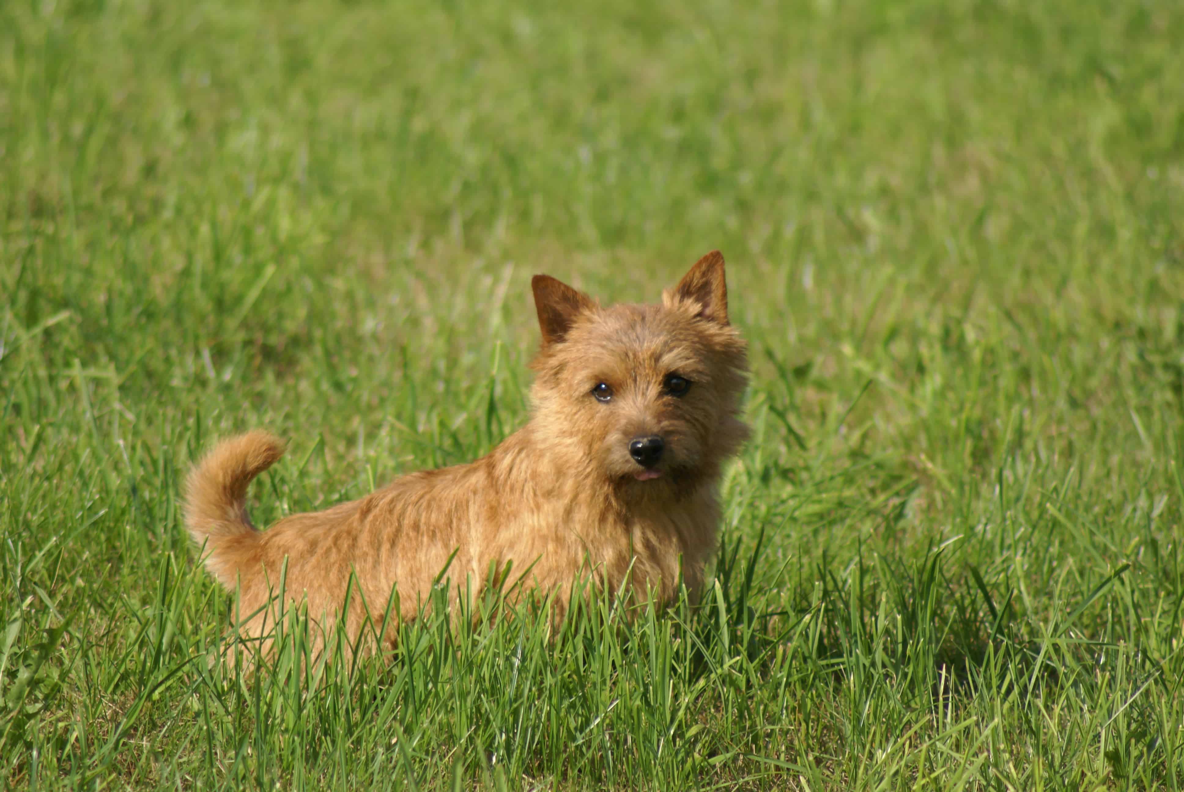 norwich terrier stuffed animal