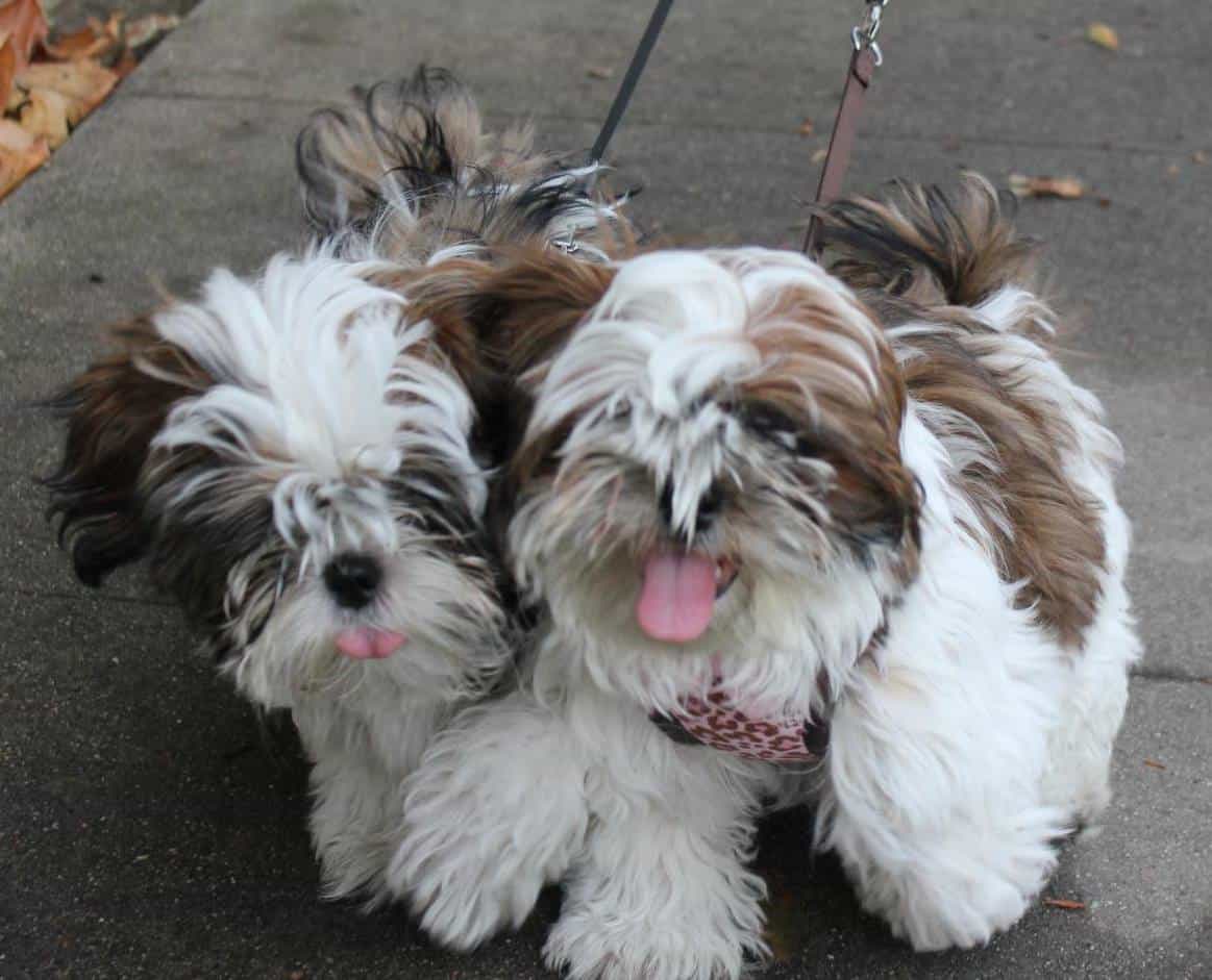 Shih Tzu SpockTheDog Shih Tzu SpockTheDog