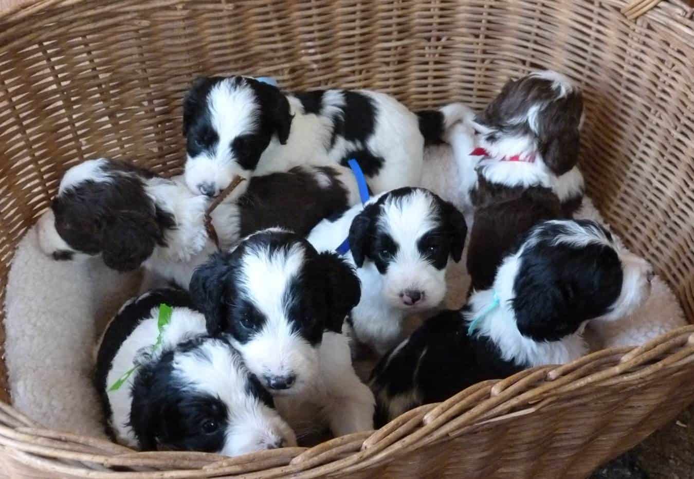 Springerdoodle, Poodle and English Springer Spaniel Mix