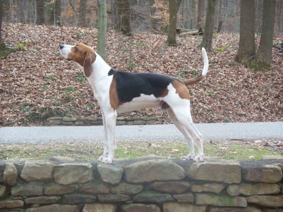Treeing Walker Coonhound - SpockTheDog.com