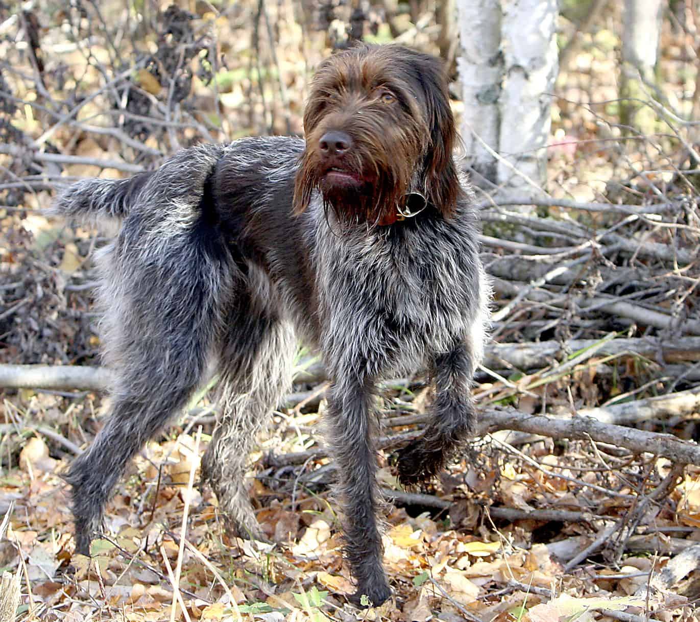 Wirehaired Pointing Griffon - SpockTheDog.com