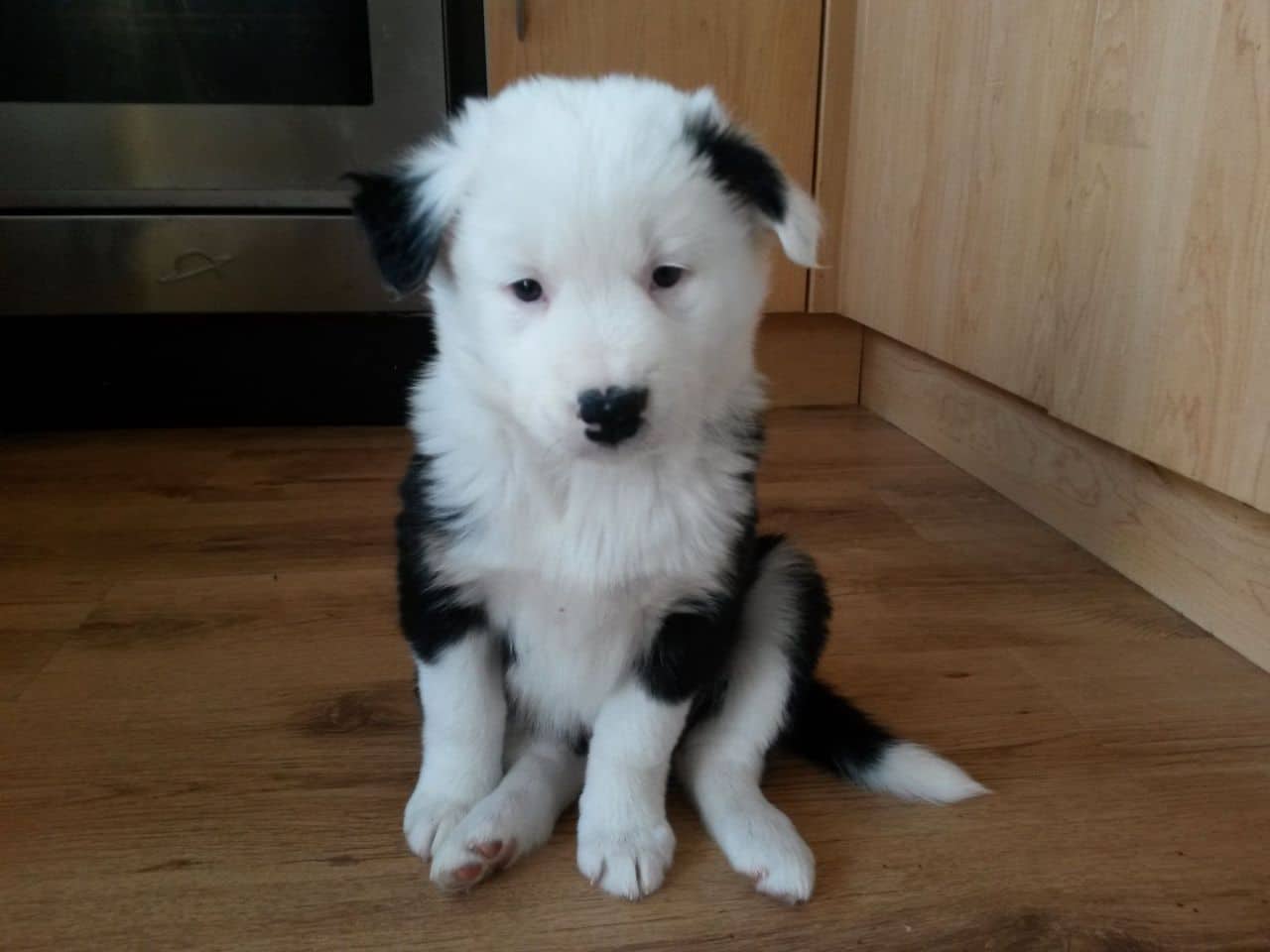 siberpoo puppies siberpoo poodle and siberian huskie mix spockthedog siberpoo puppies siberpoo poodle and siberian huskie mix spockthedog