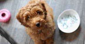 Australian Labradoodle