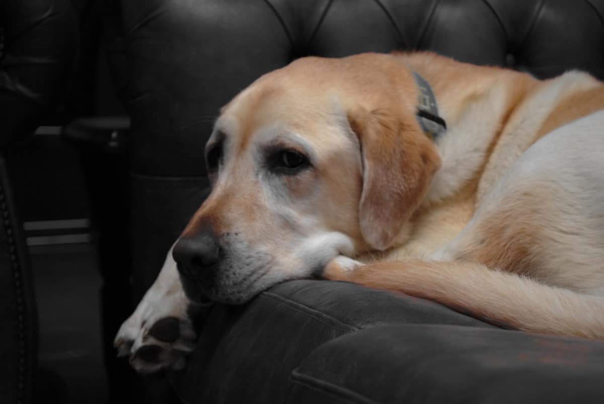 Are Labs Hypoallergenic?