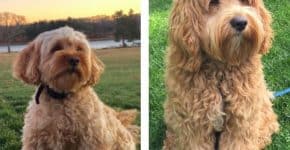Cavapoo vs Cockapoo comparison