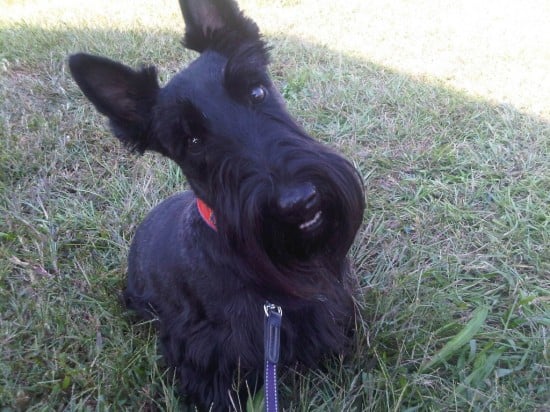 Aberdeen-Terrier-Curious