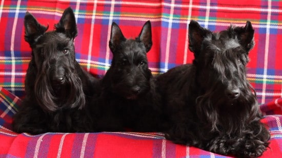 Aberdeen-Terrier-Family-Photo