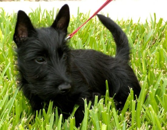 Aberdeen-Terrier-In Grass