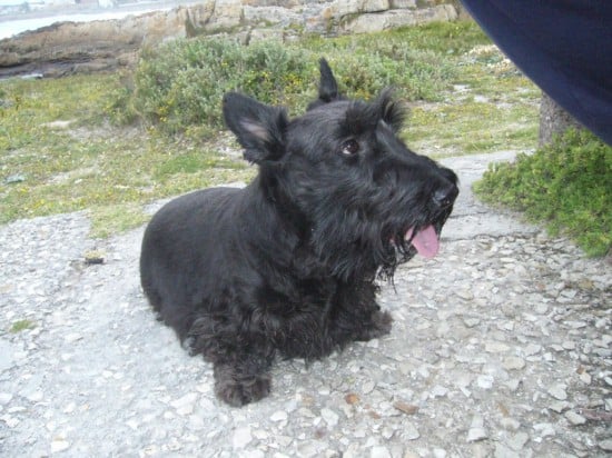 Aberdeen-Terrier-Thirsty