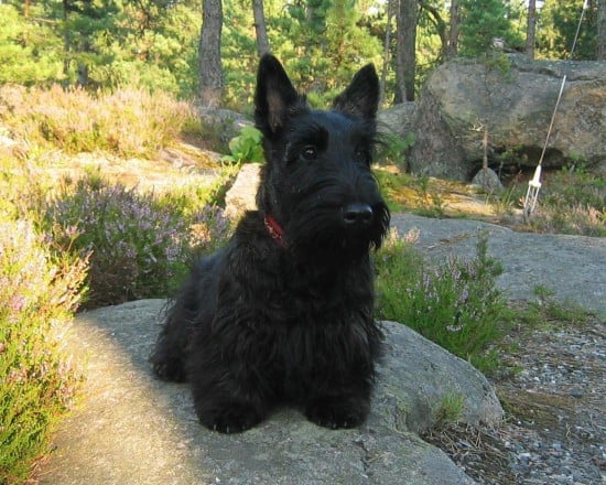 Aberdeen-Terrier-Waiting