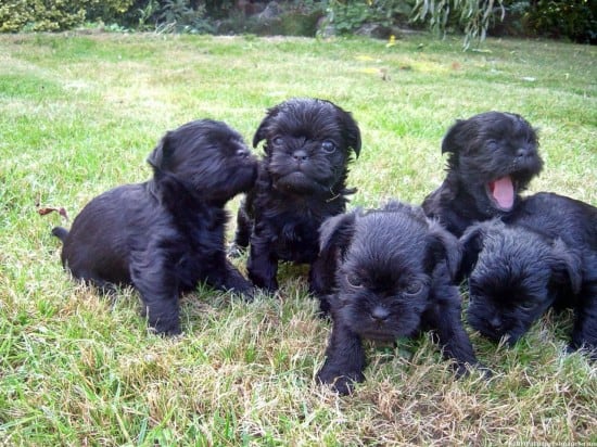 Affenpinscher-Big-Family