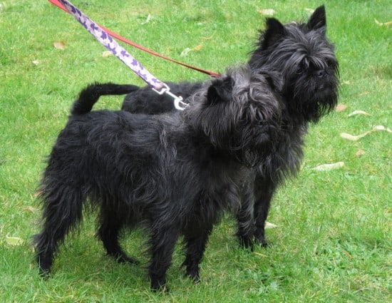 Affenpinscher-Brothers