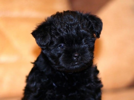 Affenpinscher-Cute-Little-Puppy