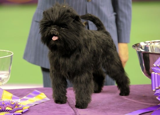 US-ANIMALS-WESTMINSTER-DOG SHOW