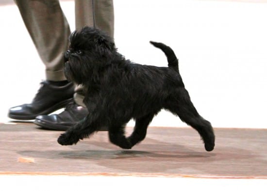 Affenpinscher-Out-For-A-Walk