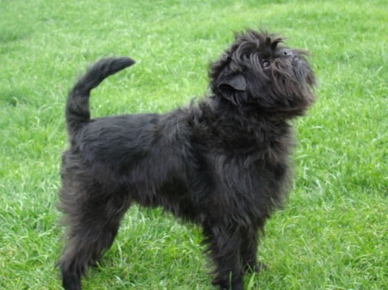 Affenpinscher-Pose