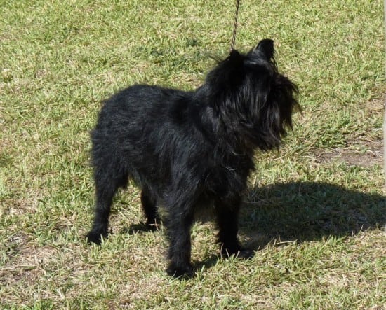 Affenpinscher-Sunny