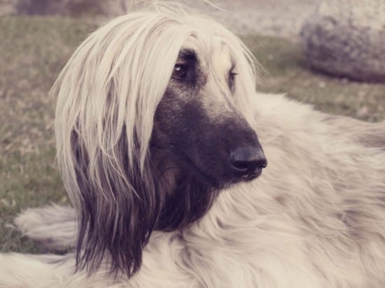 Afghan-Hound-Black-And-White