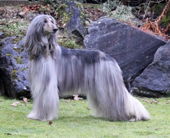 Afghan-Hound-Cute-Puppy