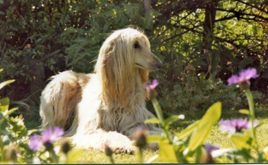 Afghan-Hound-Flowers