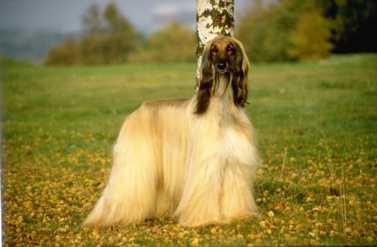 Afghan-Hound-In-Forest