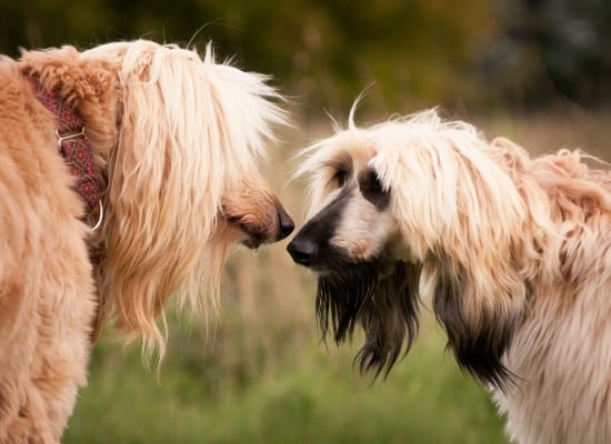 Afghan-Hound-Love