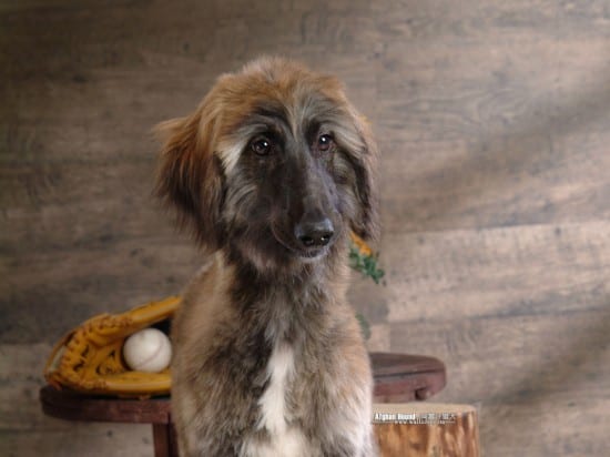 Afghan-Hound-Puppy