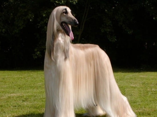 Afghan-Hound-Thirsty