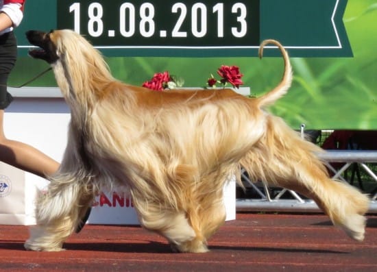 Afghan-Hound-Training