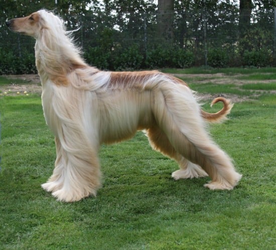 Afghan-Hound-Wind