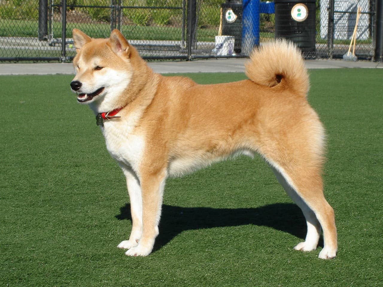 ainu dog breed