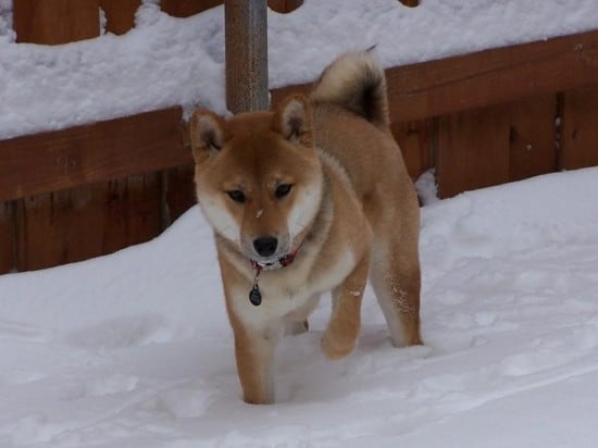 Ainu-First-Snow