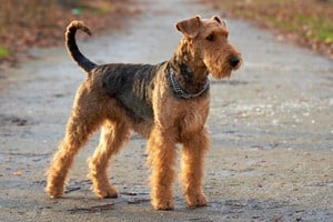 Airedale-Terrier-Breed