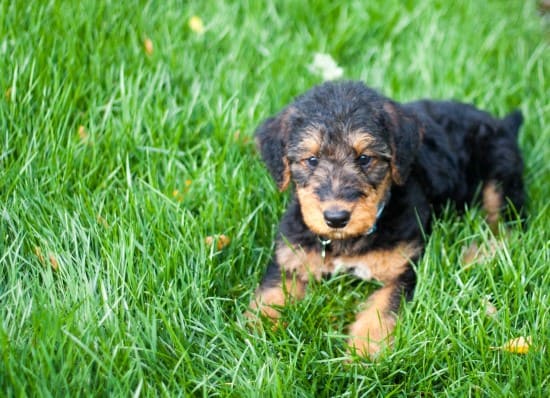 Airedale-Terrier-Cute-Little-Puppy
