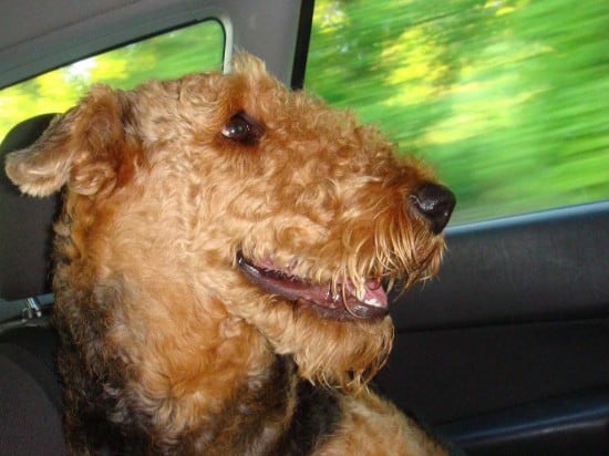 Airedale-Terrier-High-Speed